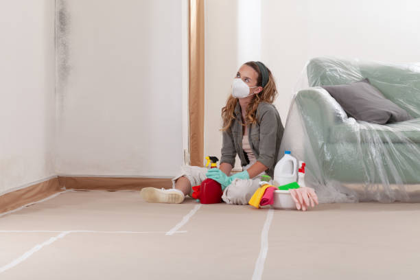 Reliable Black Mold Remediation contractor in Pineville, KY by Mold Remediation HQ