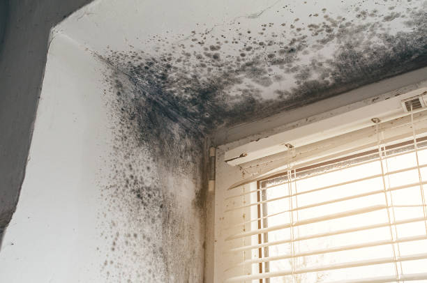 Affordable Black Mold Remediation solutions in Pineville, KY